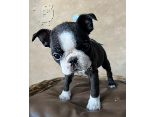 Boston Terrier – αρσενικό κουτάβι προς πώληση